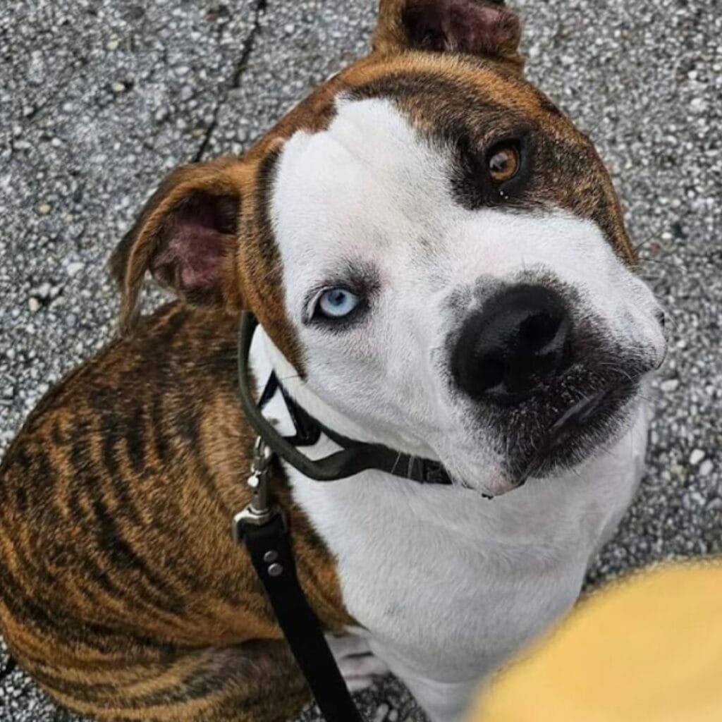 Picture of white and brindle dog. Has one light blue eye and one brown eye.