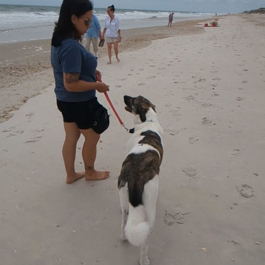 Amanda has black shorts and a blue t-shirt on. Amanda is working on dog behavior modification towards people on the beach. 