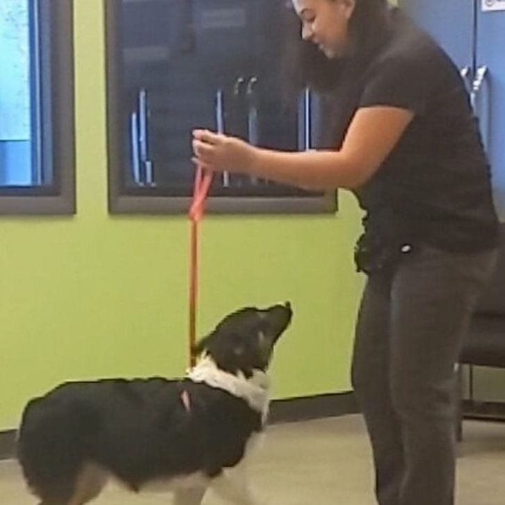 Amanda is dog training in a group class with an austrailian shepherd. 