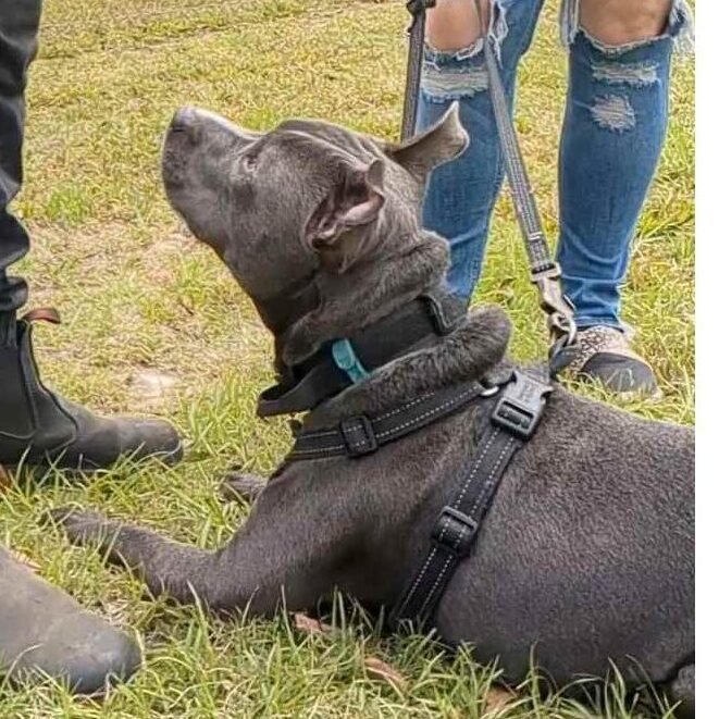 gray dog with a harness and flat collar working through dog reactivity